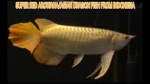 ASIAN SUPER RED AROWANA FISH/DRAGON FISH