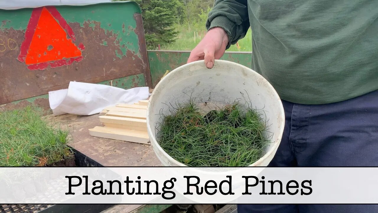 Episode 30 - Planting Some Red Pines and Property Plans Update