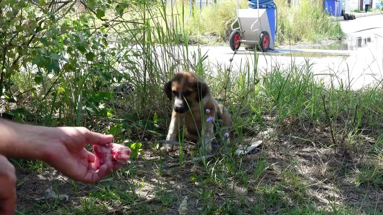 Собачья жизнь Брошенных собак