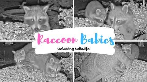 Mama Raccoon Brings Her Adorable Babies to the Feeders - RELAXING WILDLIFE LIVESTREAM