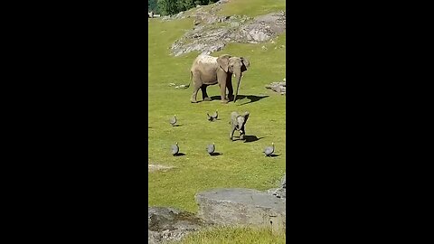 Baby Elephant playing with Birds