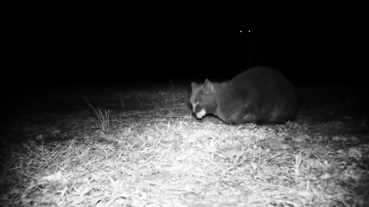Stray cat chokes on meal as deer look on