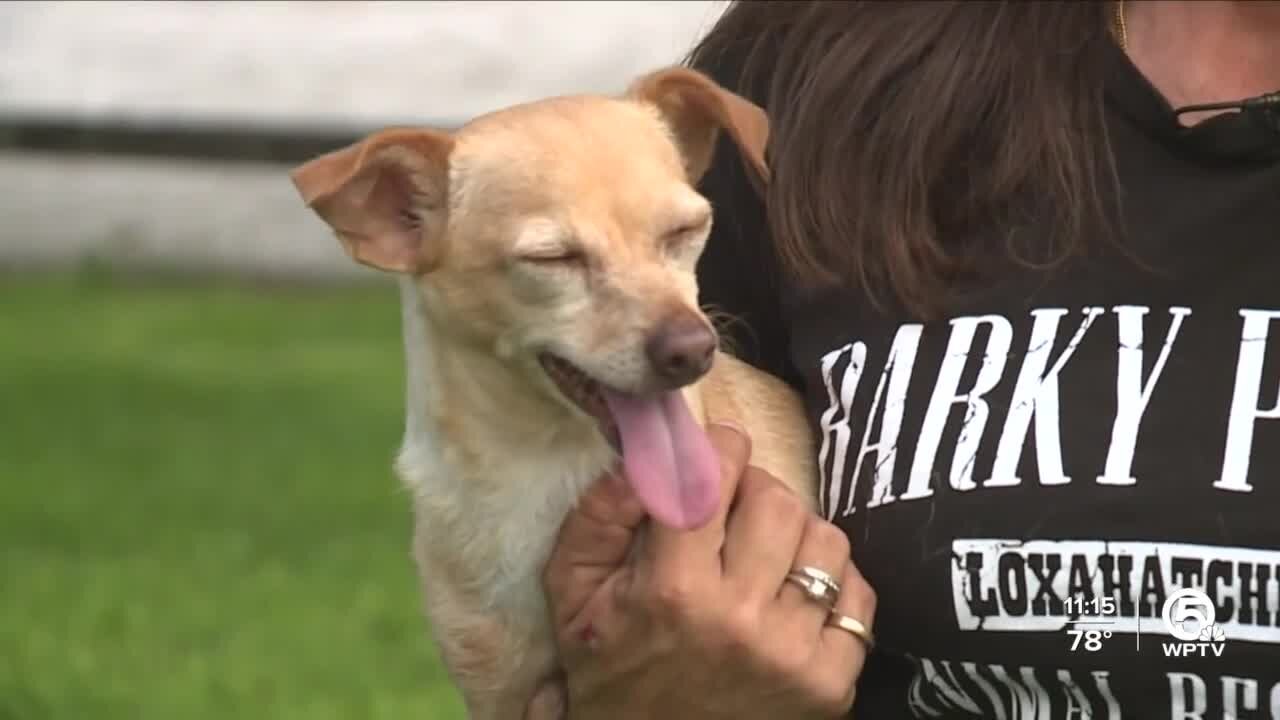 Course teaches staff how Narcan can reverse pet overdose