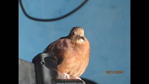 The turtle dove that learned to trust: a story of love and patience