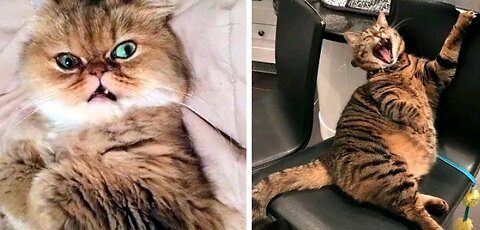 Funny Animal videos compilation #1 try not to laugh.