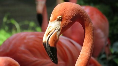 The Wonderfully Colored Flamingos - Walk With Me, Riverfront Zoo in Columbia, SC and see these.