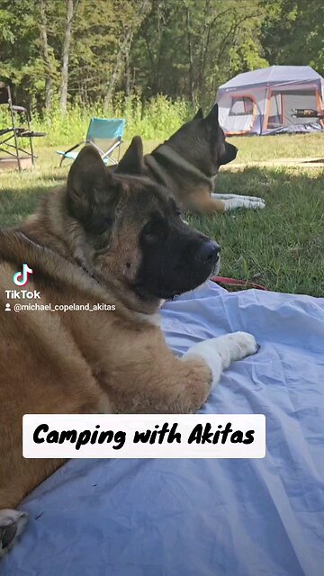 Camping with Akitas