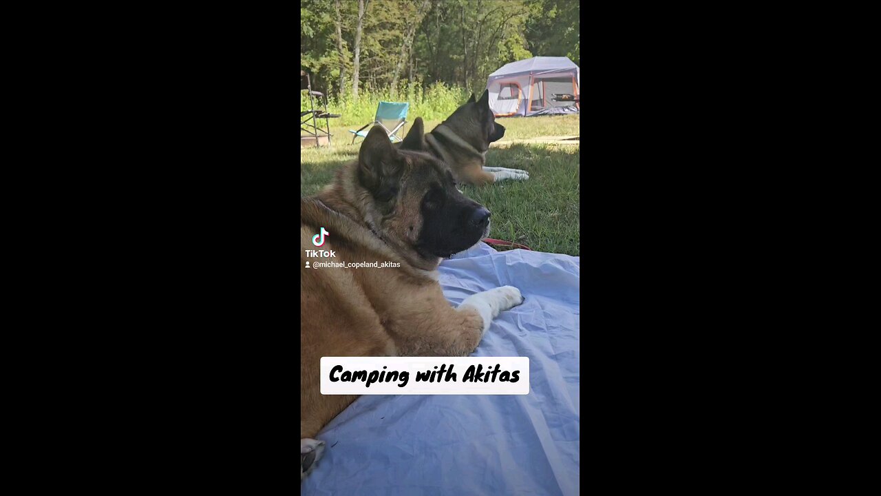 Camping with Akitas