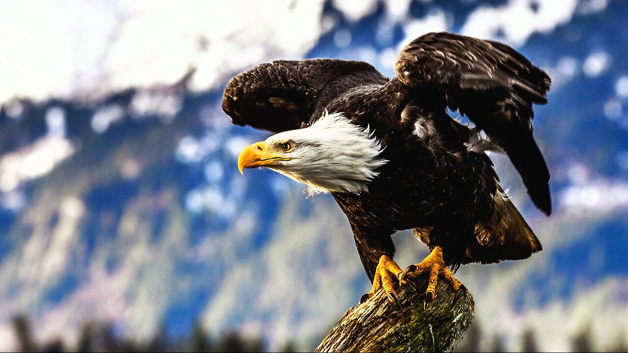 Endangered No More? Exploring New Jersey's Bald Eagle Renaissance