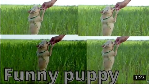 funny dog video funny puppy video