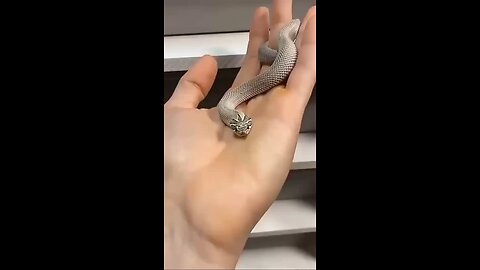 most beautiful Snakes