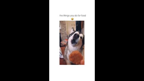 Cute dog face 🥰 | So basically everything 🥨