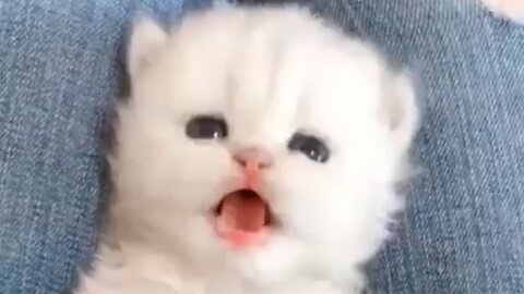 These Cute Animals Can Make Your Day - Cats Video & Dogs Videos