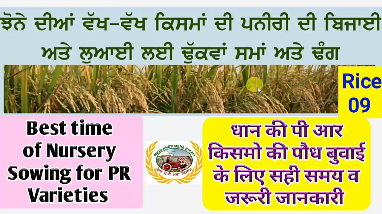 Best time For Nursery Sowing for PR varieties! ਝੋਨੇ ਦੀ ਪਨੀਰੀ ਬੀਜਣ ਦਾ ਸਹੀ ਸਮਾਂ!