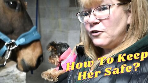 HELP! Our New Puppy Is Bossy With Our Horses!