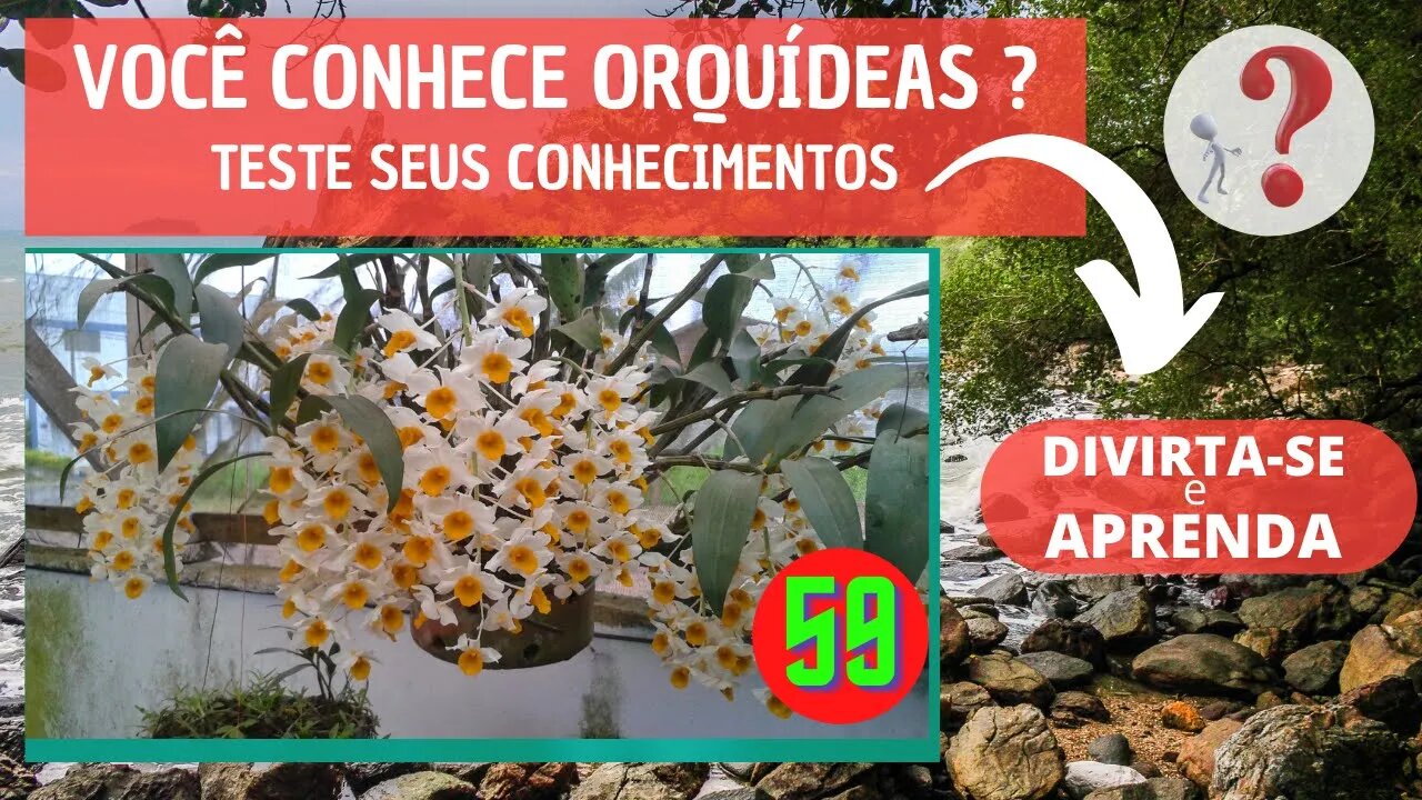 VOCÊ CONHECE ORQUIDEAS ? QUAL O NOME DESSA ORQUIDEA?DIVIRTA-SE IDENTIFICANDO ESSA ORQUÍDEA