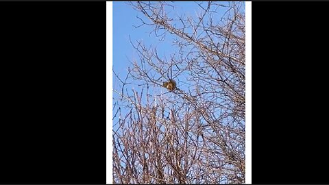 The squirrel easily survived the winter with peanuts and hazelnuts