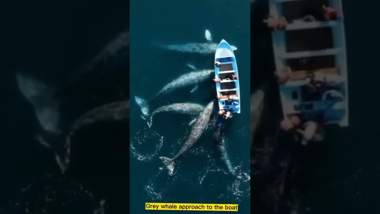 Grey whale approach to the boat Amezing short video 👍