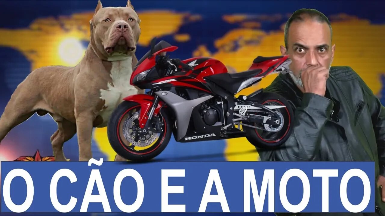 💥 QUANDO UM CÃO É HERÓI E OS MOTORISTAS DÃO MAU EXEMPLO #UMDIACOMIGO