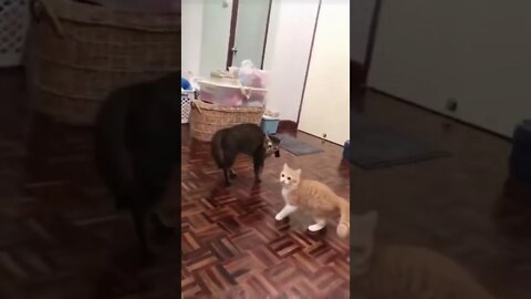 Alright, you’re freaking me out dude…are you seeing this?! 😏🤣🥴🐈