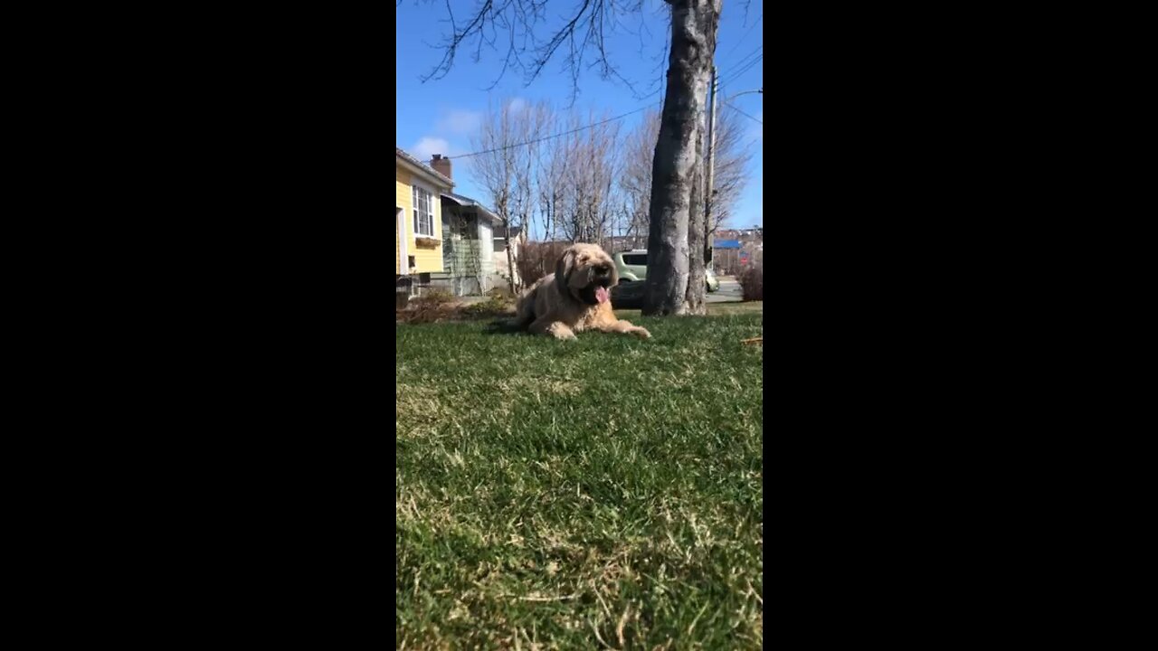 Oscar the Briard playing with a dentastik