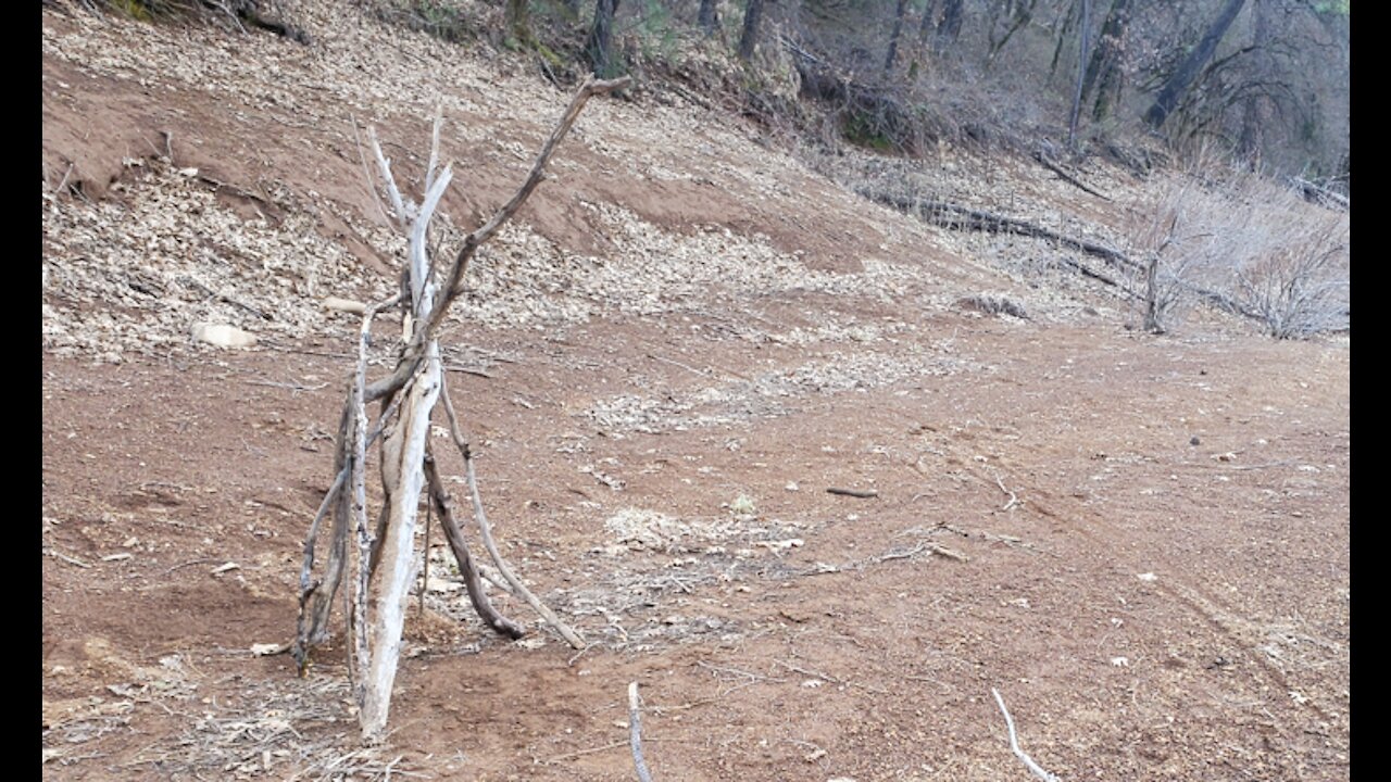 Possible Sasquatch Teepee Shasta County CA 2021 03-22