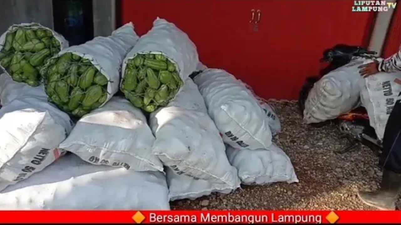 Bumdes Mulya Makmur Pekon Sido Mulyo Pagar Dewa Lampung Barat Terus Berkembang