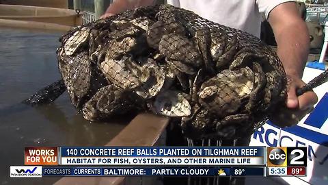 140 concrete reef balls planted on Tilghman Reef