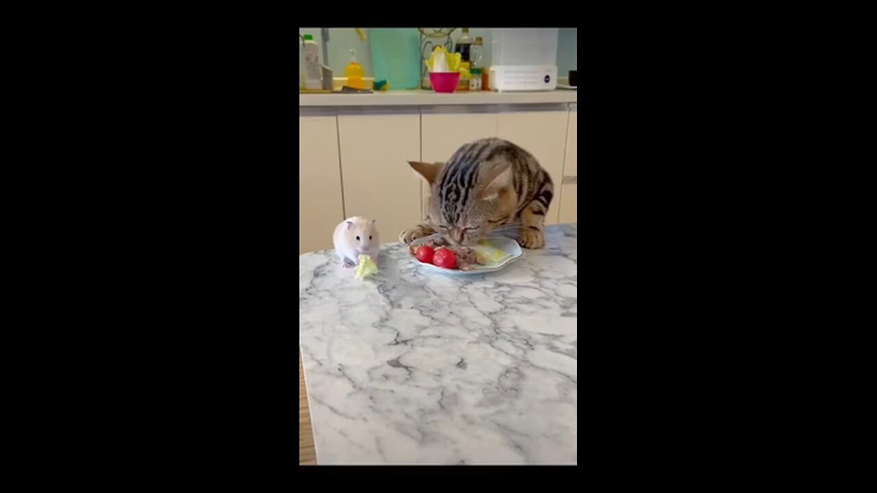 cat and rat eating veggies