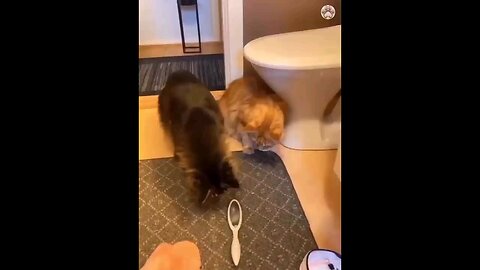 funny dog cat fight