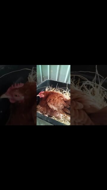 Good morning Forest (Chicken sitting on eggs)