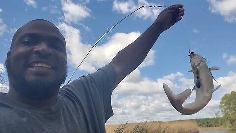 Fishing catfish with Finger mullet Bait