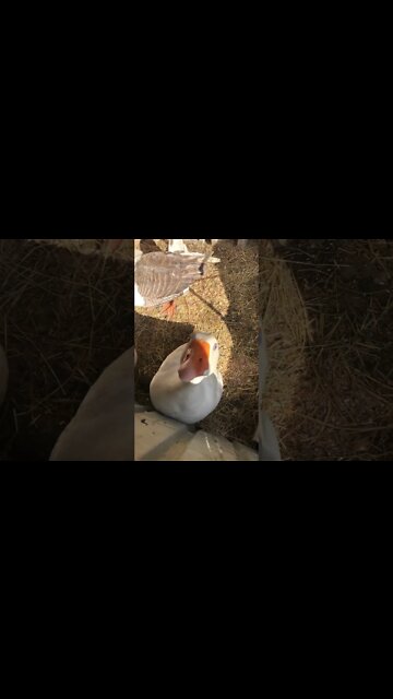 Edwin the goose is calming down while locked up for nesting season
