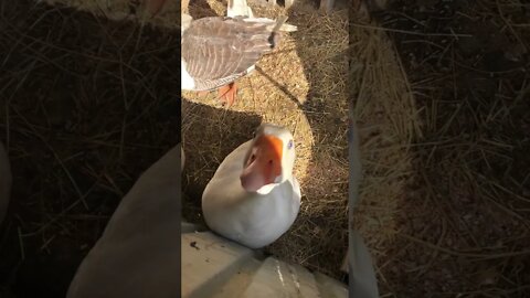 Edwin the goose is calming down while locked up for nesting season