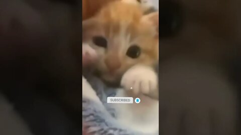 cute cat videos 😹 funny videos 😂♥️