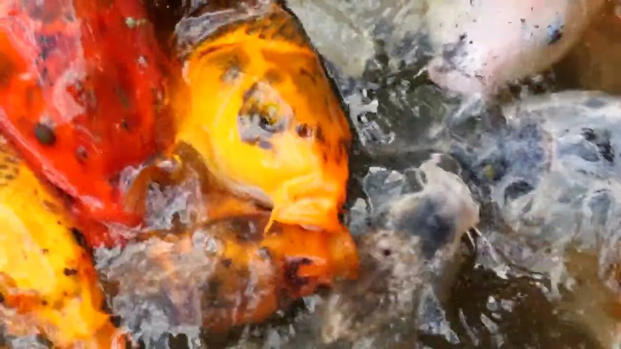 Cool Large Koi Swim And Eat Food In A Japanese Garden Pond