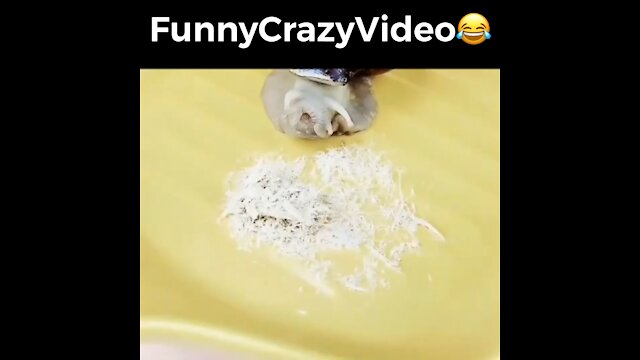 Mr FunnyCrazyVideo😂 Just Incredible Video Funny and Crazy #Like Follow for Follow 🥰