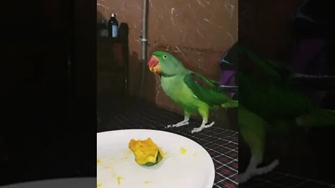 lovely parrot eating Mango