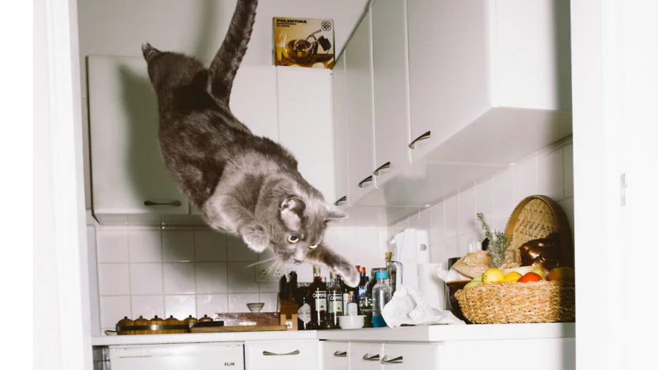 Beautiful kiss of a cat in flight. The cat is shocked by such impudence.