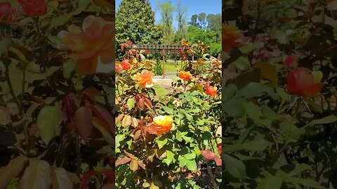 Ever been to this World Famous Rose Garden? - 16 #shorts