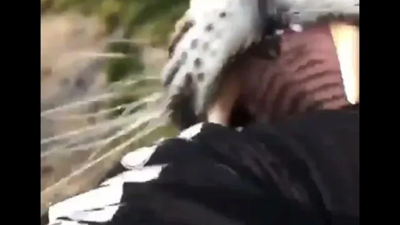 Tiger Attack - Daily Dose of Nature