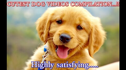 Cutest Dog videos Compilation - Highly satisfying......