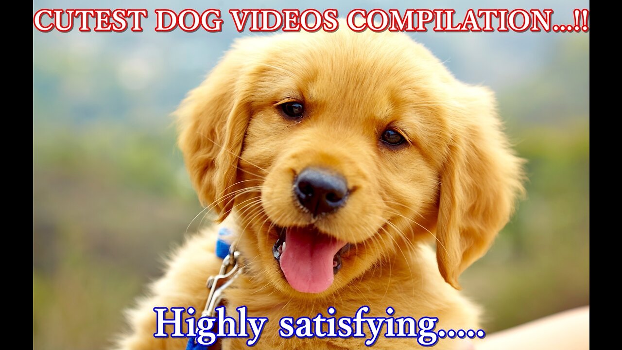 Cutest Dog videos Compilation - Highly satisfying......