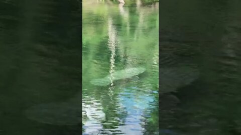 What is this swimming in the water?