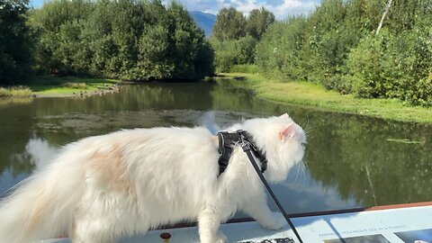 Adventure Cat Walks at a Lake