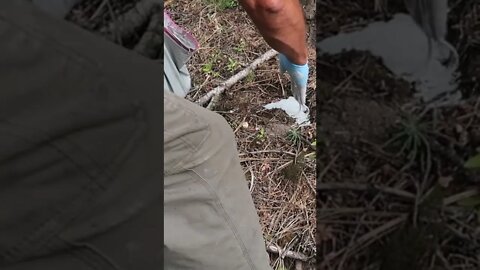 Bigfoot Print Casting #short