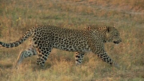 Lurking Leopard