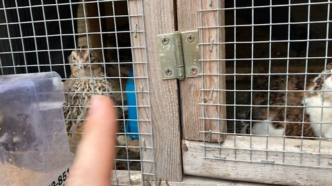 Quail feeders you can make very cheap