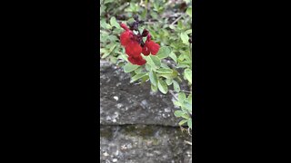 Bleeding Heart Flower