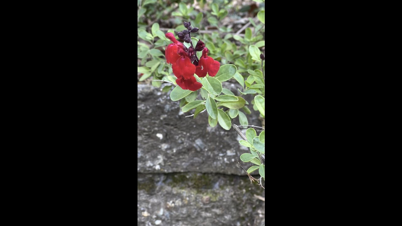 Bleeding Heart Flower